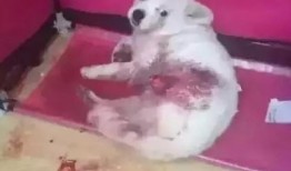 长春爆料养狗案件最新,最新进展与争议焦点解析